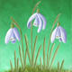 Three Snowdrops in Grass