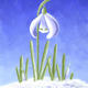 Snowdrop in snow