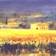 Sunflowers, Tuscany