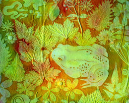 Toad     by  Judy Evans