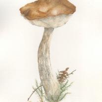 Brown Birch Bolete