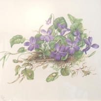 Dog Violets  by Lesley Edmondson