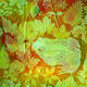 Toad     by  Judy Evans