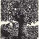 Horse Chestnut by Beverley…