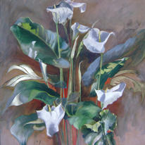Arum lilies