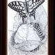 Chrysalis