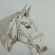 Portrait of Horse 