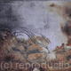 Parturition Series