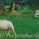 Hayfield dogtrials | | | Oil on Canvas Hayfield dogtrials