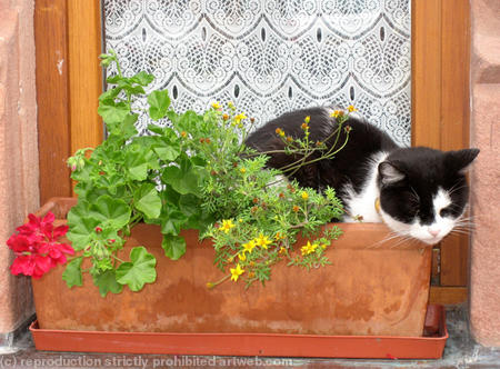 Cat Nap