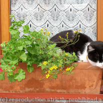 Cat Nap
