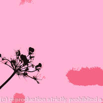 Cow Parsley 2