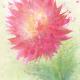 Pink Splash