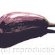 Aubergine
