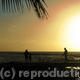 Palm Sunset