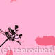 Cow Parsley 2
