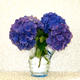 Summer Blooms