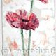 Pink Poppy 1