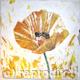 Yellow Poppy