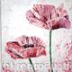Pink Poppy 2