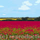 Red Meadow