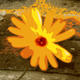 Marigold