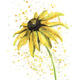 Yellow Splash