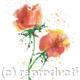 Rose and Lemon Splash