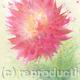 Pink Splash