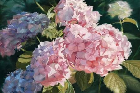 Hydrangeas