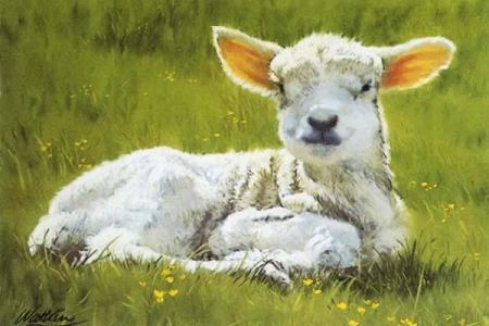 Greetings Cards Pack A - Four Days Old