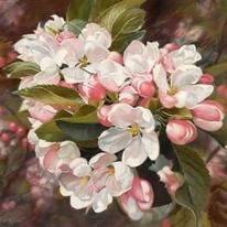 Apple Blossom