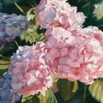 Hydrangeas