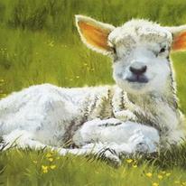 Greetings Cards Pack A - Four Days Old