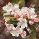 Apple Blossom | £85 | 62 x 48cm | Giclee Print Apple Blossom