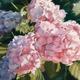 Hydrangeas | £85 | 65 x 50cm | Giclee Print Hydrangeas