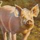 Percy Pig | £75 | | Giclee Print Percy Pig