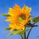 Sunflower | £76 | 58 x 48cm | Giclee Print Sunflower