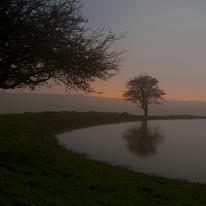 Three Trees