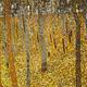 Birch forest, replica,…