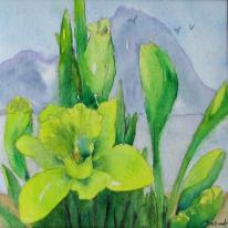 St Davids Lilies