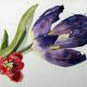 Two tulips