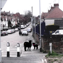 sheep on the ave