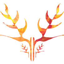 Flaming Heliconia
