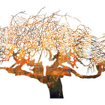 Umbrella Tree
