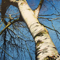 Silver Birch