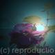 Antique Fuschia