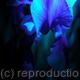 Blue Satin