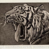 Tiger Yawn