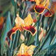 yellow iris | £350 | 75 x 55cm | pastel painting yellow iris